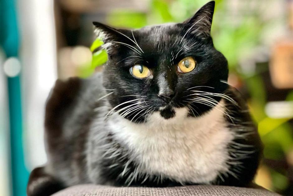 Vermisstmeldung Katze Weiblich , 13 jahre Wezembeek-Oppem Belgien Vermisstmeldung Katze Weiblich , 13 jahre Wezembeek-Oppem Belgien