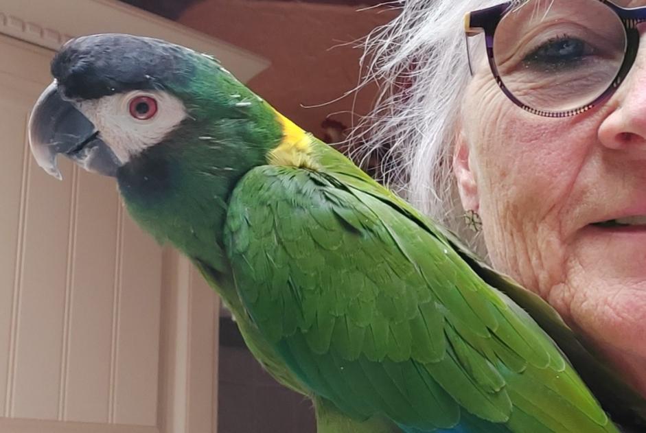 Vermisstmeldung Vogel Männliche , 2026 jahre Dinant Belgien