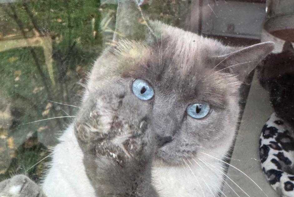 Disappearance alert Cat  Male , 2 years Anderlecht Belgium