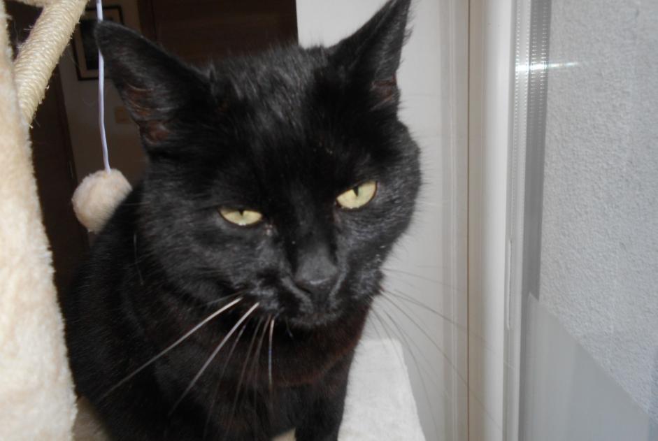 Alerta de Desaparición Gato Hembra , 10 años Charleroi Bélgica
