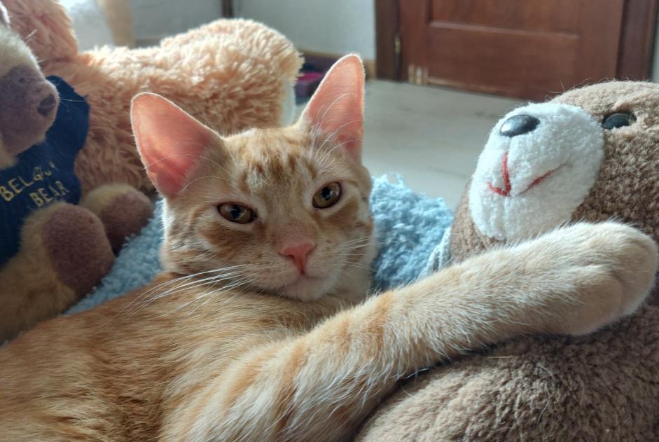 Alerte Disparition Chat  Mâle , 1 ans Walcourt Belgique