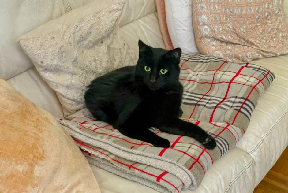 Alerte Découverte Chat  Mâle , 4 ans Bruxelles Belgique