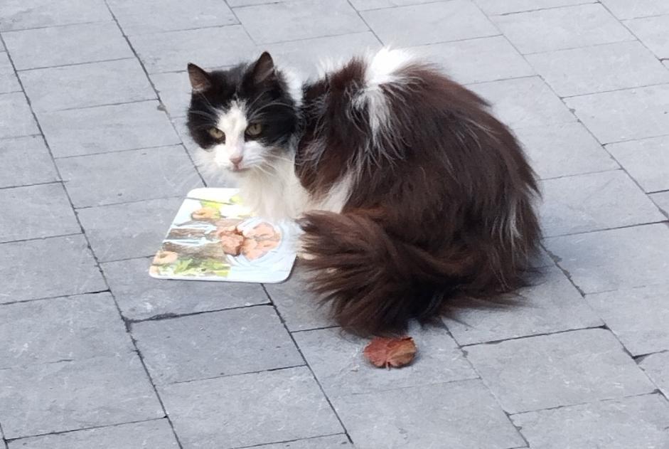 Alerte Découverte Chat Inconnu Lierneux Belgique Alerte Découverte Chat Inconnu Lierneux Belgique