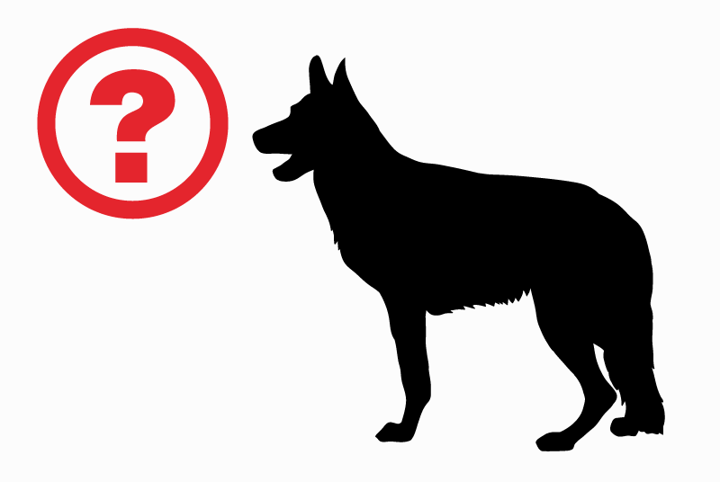 Alerte Découverte Chien croisement Mâle Honnelles Belgique Alerte Découverte Chien croisement Mâle Honnelles Belgique