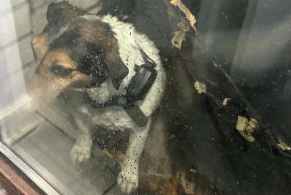 Avviso Ritrovamento Cane Non conosciuta Dour Belgio