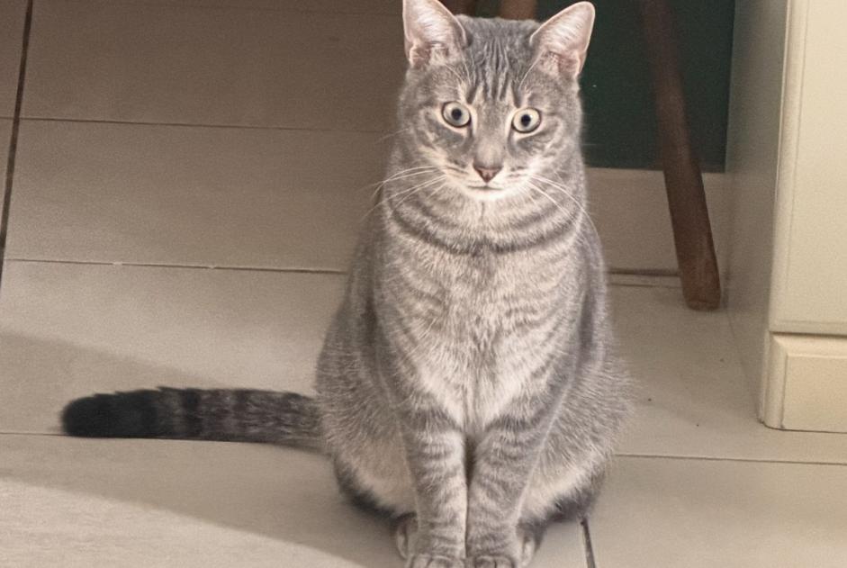Alerta desaparecimento Gato Macho , 3 anos Braine-le-Comte Belgium Alerta desaparecimento Gato Macho , 3 anos Braine-le-Comte Belgium
